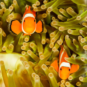 Two false clown anemonefish among green anemone tentacles, Misool, Raja Ampat, Indonesia
