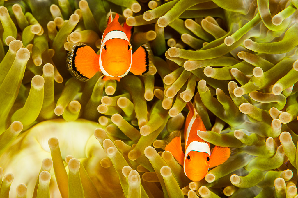 Two false clown anemonefish among green anemone tentacles, Misool, Raja Ampat, Indonesia