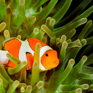 False clown anemonefish in profile among green tentacles on a dark background, Misool, Raja Ampat, Indonesia
