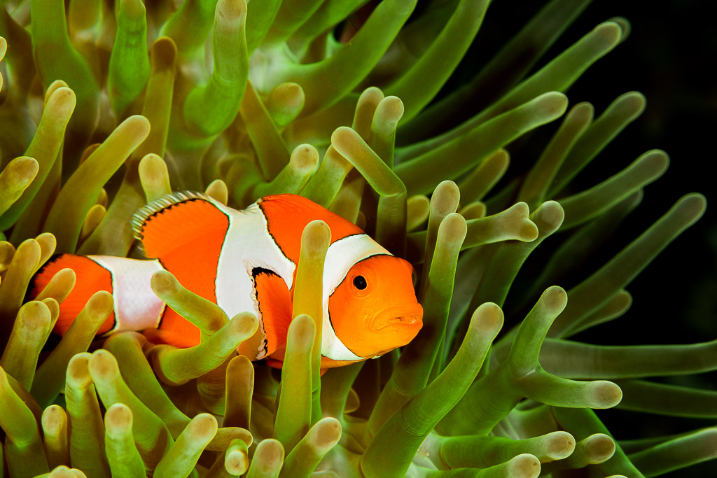 False clown anemonefish in profile among green tentacles on a dark background, Misool, Raja Ampat, Indonesia