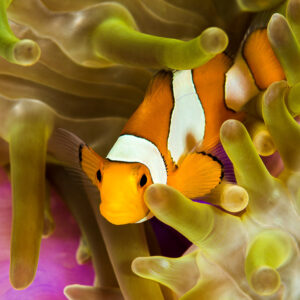 False clown anemonefish peering through tentacles above a pink anemone column, Misool, Raja Ampat, Indonesia