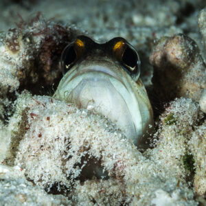 Jawfish peering out of its sand and rubble burrow, frontal view, Misool, Raja Ampat, Indonesia