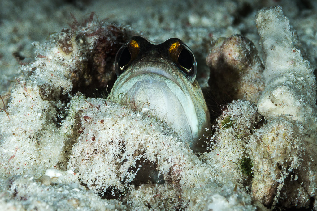Jawfish peering out of its sand and rubble burrow, frontal view, Misool, Raja Ampat, Indonesia