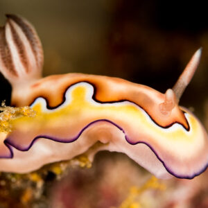 Goniobranchus coi nudibranch with wavy purple-edged mantle, side view, Misool, Raja Ampat, Indonesia