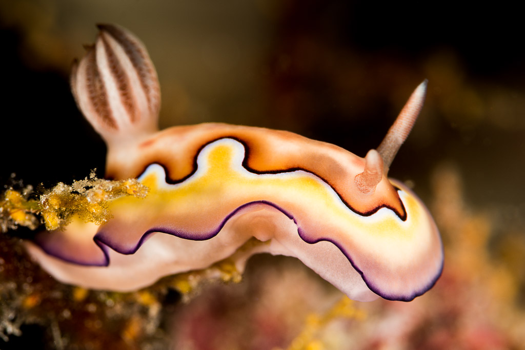 Goniobranchus coi nudibranch with wavy purple-edged mantle, side view, Misool, Raja Ampat, Indonesia