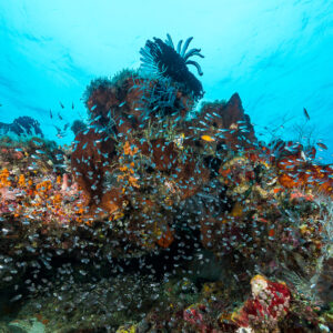 Glassfish swarm around a reef bommie with a crinoid below the surface, Misool, Raja Ampat, Indonesia