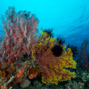 Pink and yellow sea fans with black crinoids on a reef slope, Misool, Raja Ampat, Indonesia