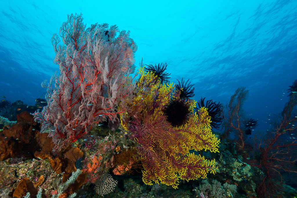 Pink and yellow sea fans with black crinoids on a reef slope, Misool, Raja Ampat, Indonesia