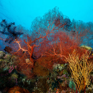 Large red sea fan with a black crinoid and yellow whip coral, Misool, Raja Ampat, Indonesia