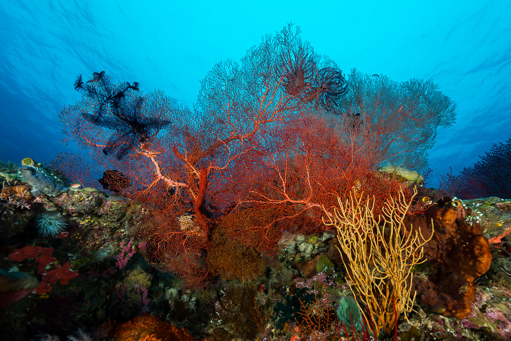 Large red sea fan with a black crinoid and yellow whip coral, Misool, Raja Ampat, Indonesia