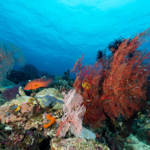 Red sea fans and a coral hind on a reef slope below the surface, Misool, Raja Ampat, Indonesia