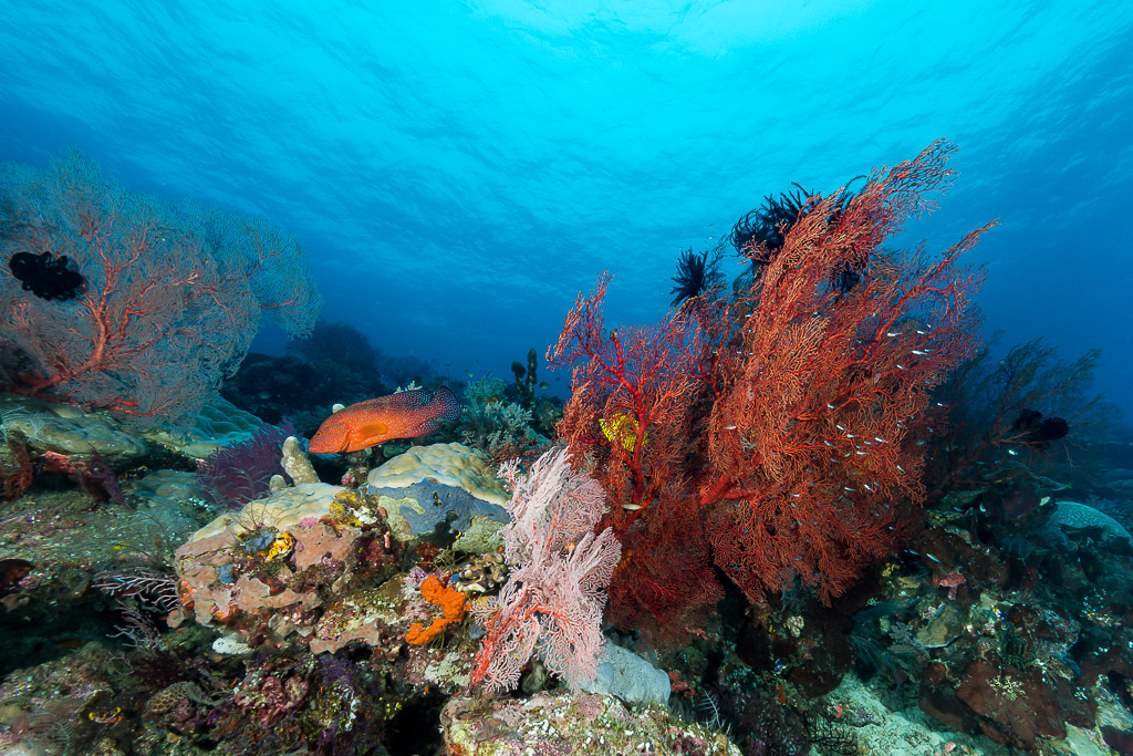 Red sea fans and a coral hind on a reef slope below the surface, Misool, Raja Ampat, Indonesia