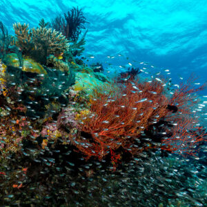 Glassfish swirling around a red sea fan on a sunlit reef top, Misool, Raja Ampat, Indonesia