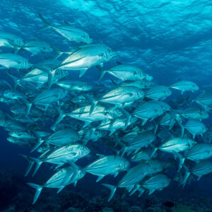 Banc de carangues à gros yeux nageant au-dessus du récif dans le bleu, Misool, Raja Ampat, Indonésie