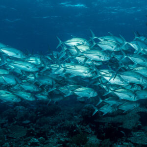 Dense school of bigeye trevally cruising horizontally above the reef, Misool, Raja Ampat, Indonesia