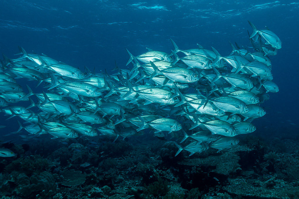 Dense school of bigeye trevally cruising horizontally above the reef, Misool, Raja Ampat, Indonesia