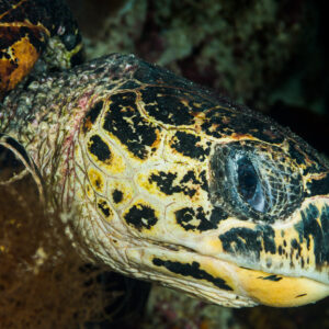 Gros plan de profil sur la tête d'une tortue imbriquée, bec et écailles, Misool, Raja Ampat, Indonésie