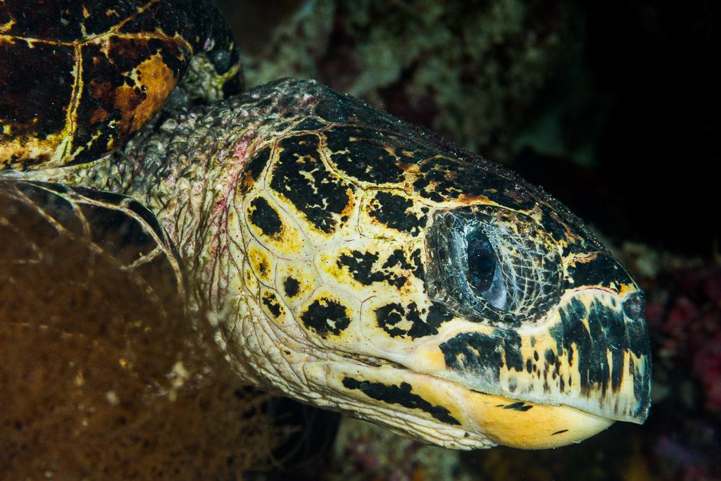 Hawksbill turtle head close-up in profile showing beak and scutes, Misool, Raja Ampat, Indonesia