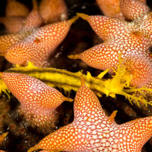 Small yellow sea cucumber crawling over a prickly redfish's star-shaped papillae, Misool, Raja Ampat, Indonesia