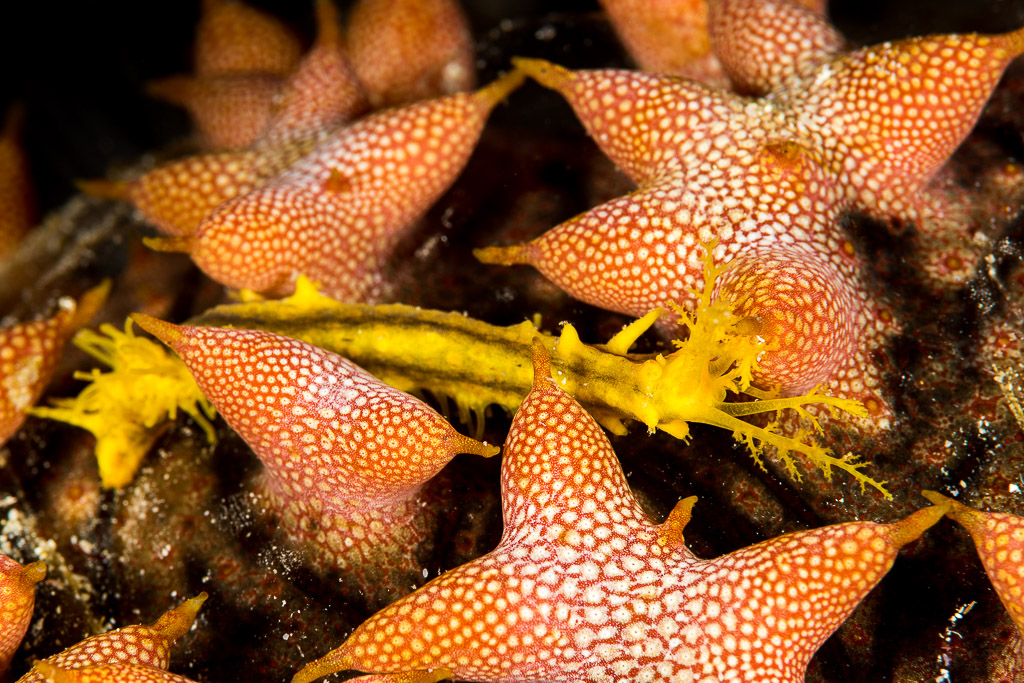 Small yellow sea cucumber crawling over a prickly redfish's star-shaped papillae, Misool, Raja Ampat, Indonesia