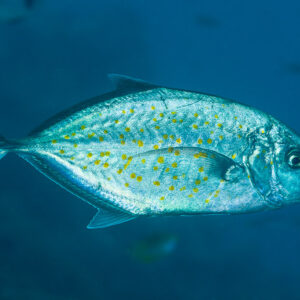 Yellow-spotted trevally gliding in open water, full side view, Misool, Raja Ampat, Indonesia