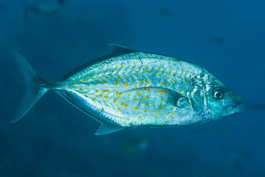 Yellow-spotted trevally gliding in open water, full side view, Misool, Raja Ampat, Indonesia