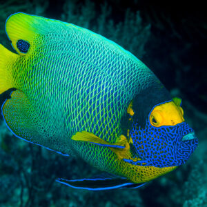 Yellowmask angelfish swimming over a dark reef, side view, Misool, Raja Ampat, Indonesia