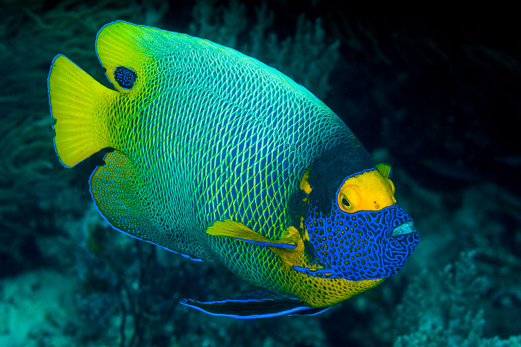 Yellowmask angelfish swimming over a dark reef, side view, Misool, Raja Ampat, Indonesia