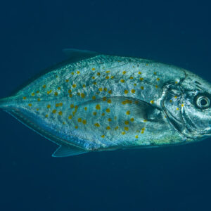 Carangue à points jaunes vue de près, de profil sur fond bleu profond, Misool, Raja Ampat, Indonésie