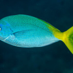 Fusilier à queue jaune de profil sur fond bleu sombre, Misool, Raja Ampat, Indonésie