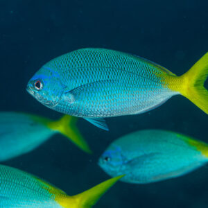 Group of yellowtail fusiliers swimming together in the blue, Misool, Raja Ampat, Indonesia