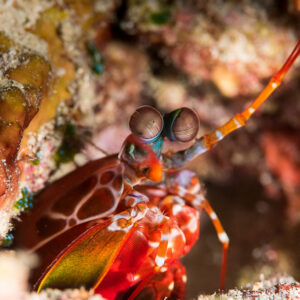 Mantis shrimp peering from its burrow, stalked eyes close-up, Misool, Raja Ampat, Indonesia