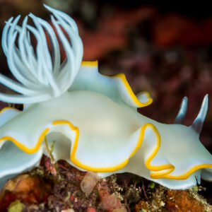 Ardeadoris egretta nudibranch with white plume gills and yellow-edged mantle, Misool, Raja Ampat, Indonesia