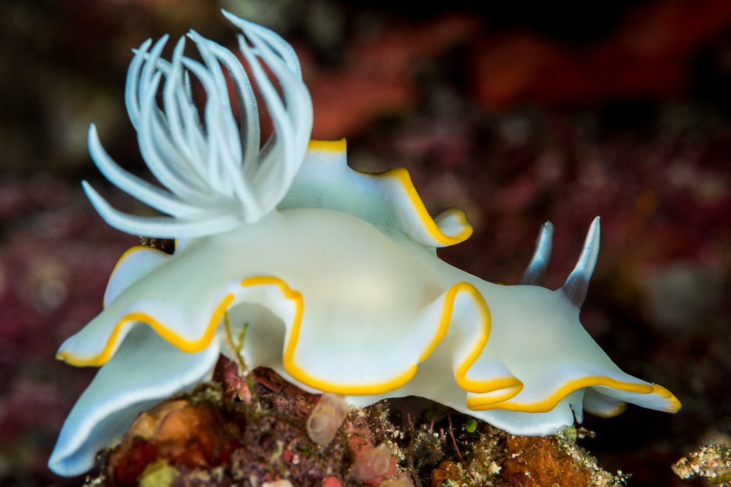 Ardeadoris egretta nudibranch with white plume gills and yellow-edged mantle, Misool, Raja Ampat, Indonesia