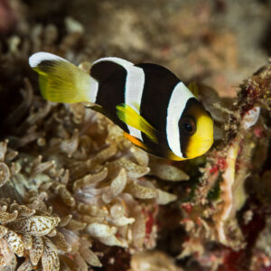 Clark's anemonefish swimming over a beige anemone, side view, Misool, Raja Ampat, Indonesia