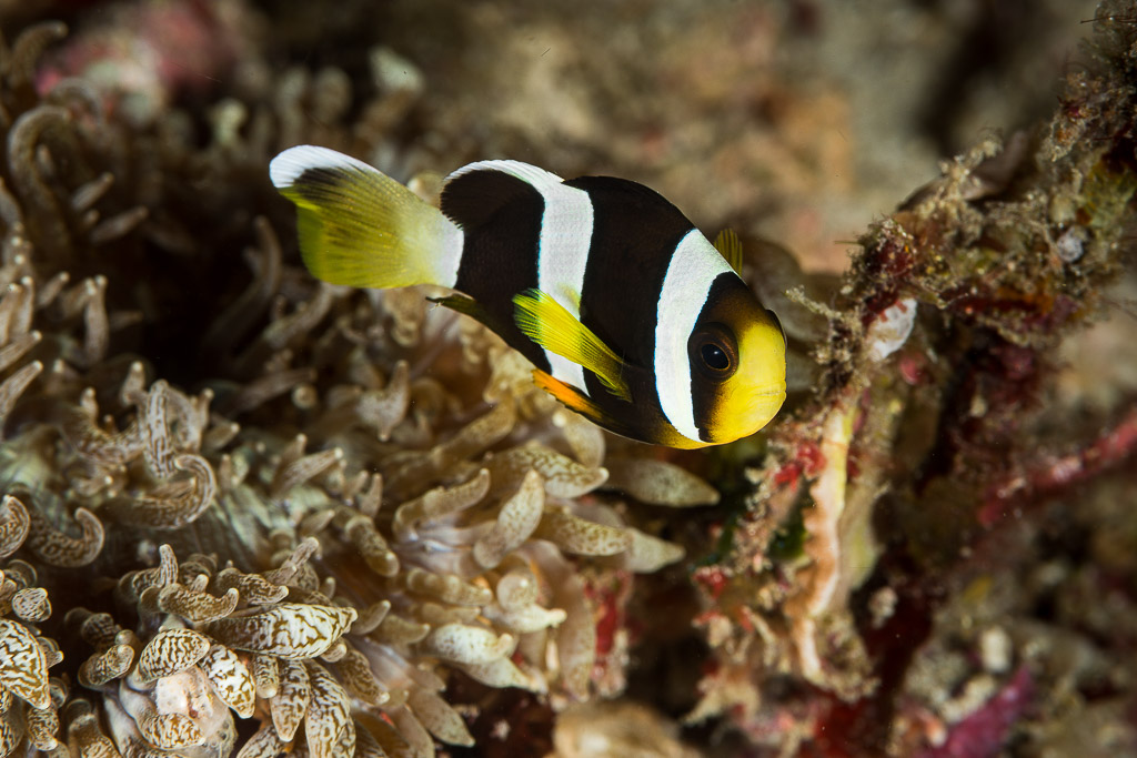 Clark's anemonefish swimming over a beige anemone, side view, Misool, Raja Ampat, Indonesia