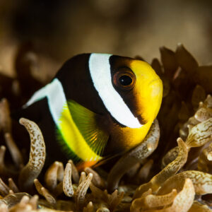 Clark's anemonefish nestled in curly anemone tentacles, three-quarter view, Misool, Raja Ampat, Indonesia