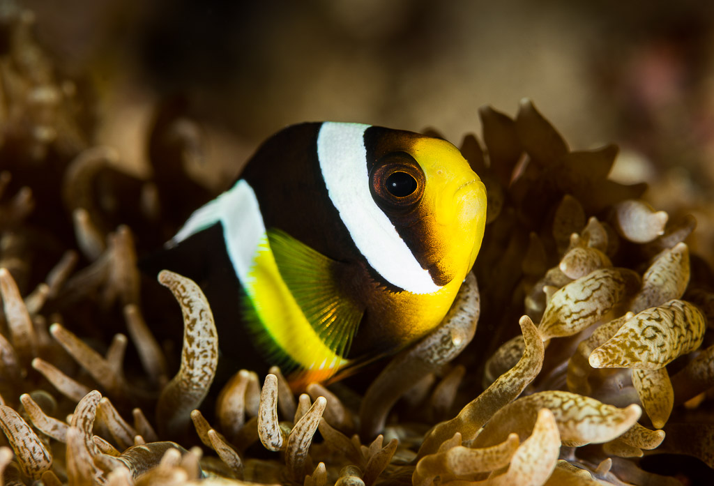 Clark's anemonefish nestled in curly anemone tentacles, three-quarter view, Misool, Raja Ampat, Indonesia