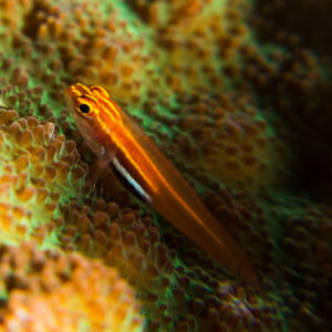 Translucent orange goby resting on fluorescent green stony coral, Misool, Raja Ampat, Indonesia