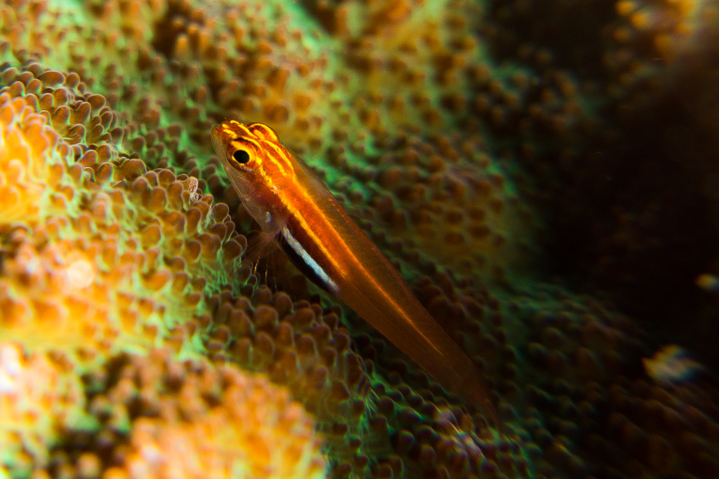 Translucent orange goby resting on fluorescent green stony coral, Misool, Raja Ampat, Indonesia