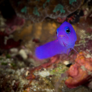 Magenta dottyback hovering at a reef crevice, Misool, Raja Ampat, Indonesia