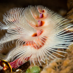 White Christmas tree worm with fluffy spirals on a coral head, Misool, Raja Ampat, Indonesia