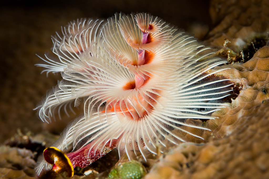 White Christmas tree worm with fluffy spirals on a coral head, Misool, Raja Ampat, Indonesia