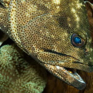 Brown-spotted grouper head close-up beside a leather coral, Misool, Raja Ampat, Indonesia