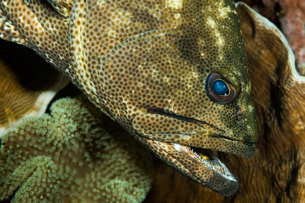 Brown-spotted grouper head close-up beside a leather coral, Misool, Raja Ampat, Indonesia
