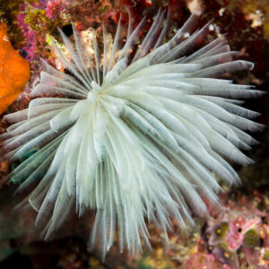 White feather duster worm crown spread on a colorful encrusted reef, Misool, Raja Ampat, Indonesia