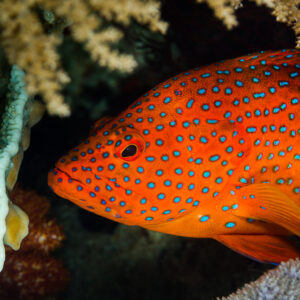 Coral hind in profile beneath a coral overhang, Misool, Raja Ampat, Indonesia