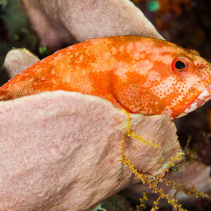 Orange hind resting among pink sponges with a yellow hydroid, Misool, Raja Ampat, Indonesia