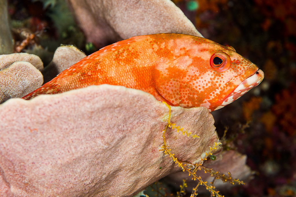 Orange hind resting among pink sponges with a yellow hydroid, Misool, Raja Ampat, Indonesia