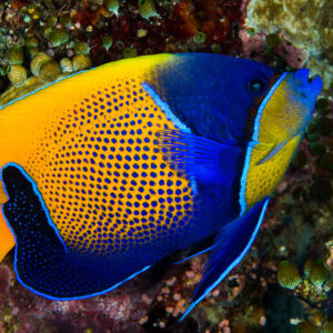 Blue-girdled angelfish swimming over the reef, full profile, Misool, Raja Ampat, Indonesia